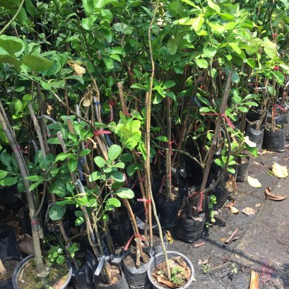 ต้นส้มโอขาวแตงกวา สูง80-120ซม.ส่งพร้อมถุงขนาด6นิ้ว พร้อมปลูกลงดิน