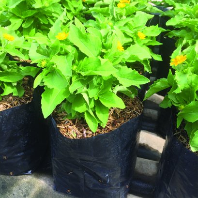 ต้นกระดูมทอง ได้ดอกไม้ประดับ พร้อมปลูกลงดิน