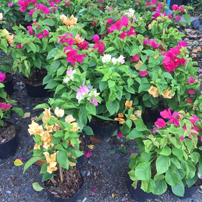 ต้นเฟื้องฟ้า พร้อมปลูกลงดิน