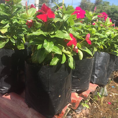 ต้นแพงพวย ไม้ดอก พร้อมปลูกลงดิน