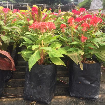 ต้นหงอนไก่ ไม่ประดับ พร้อมปลูกลงดิน