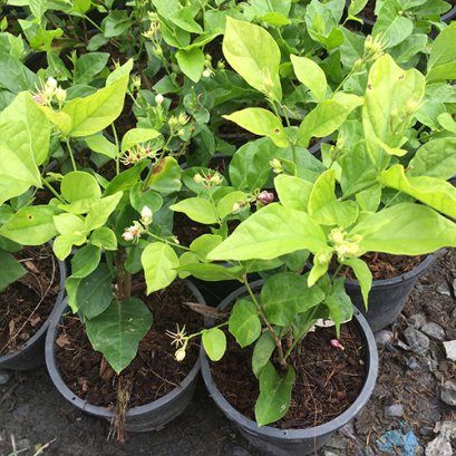 ต้นมะลิลา พร้อมปลูกลงดิน