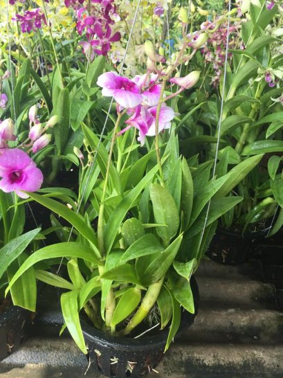 กล้วยไม้ พร้อมที่แขวน