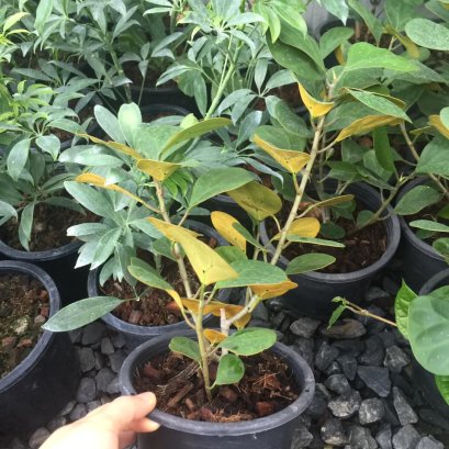 ต้นสาริกาลิ้นทอง ต้นไม้มงคล เสริมความเป็นศิริมงคล