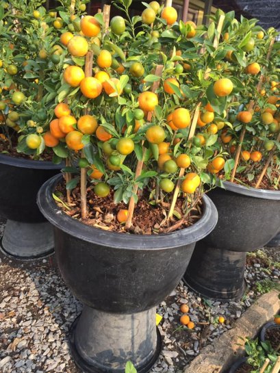 ต้นส้มจี้ด ไม้มงคล พร้อมปลูกลงดิน