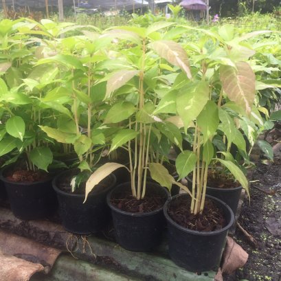 ต้นใบเงิน ไม้ประดับ ไม้มงคล พร้อมปลูกลงดิน