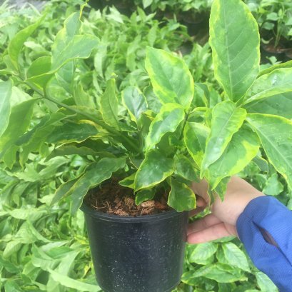 ต้นใบทอง ไม้ประดับ ไม้มงคล พร้อมปลูกลงดิน