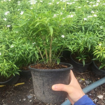 ต้นพุด ไม้ประดับ สวยงาม พร้อมปลูกลงดิน