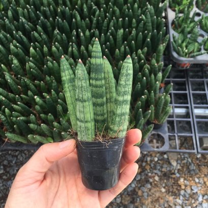 ลิ้นมังกรงาช้าง งาช้างแคระบอลเซล ว่านงาช้างส่งพร้อมกระถางหรือถุงดำขนาด 3 นิ้ว