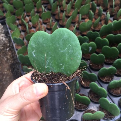 โฮย่า ใบไม้รูปหัวใจ หรือชื่อภาษาไทยเรียกว่า หัวใจทศกัณฑ์ส่งพร้อมกระถางหรือถุงดำขนาด 3 นิ้ว