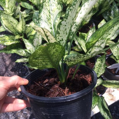 ต้นอโกลนีมา ต้นเพชรน้ำหนึ่ง Aglaonema sp. ‘Phetnamnueng ส่งพร้อมกระถางหรือถุงดำขนาด 6 นิ้ว