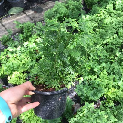 ต้นเฟิน ต้นกนกนารีปีกสกุณา ต้นกนกนารีหางนกยูง  ส่งพร้อมกระถางขนาด 6 นิ้ว