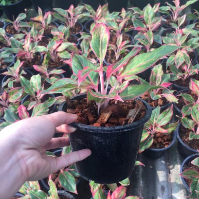 ต้นทรัพย์สีทอง ต้นสยามอเรนจ์ อโกลนีมา ส่งพร้อมกระถาง5นิ้ว สูง 10-25 ซม.พร้อมส่งMefarmsook