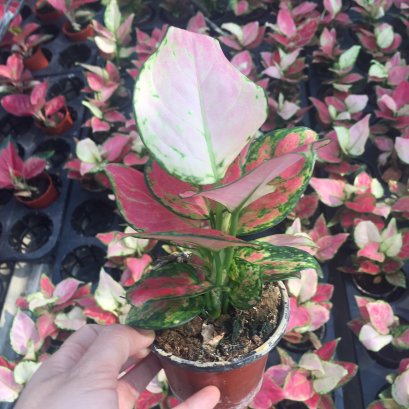 อโกลนีมา แก้วกาญจนา ส่พร้อมพระถาง3นิ้ว สูง 10-20 ซม.ไม้มงคล ดูดซับคาร์บอนไดออกไซด์ได้ดี ช่วยฟอกอากาศ พร้อมส่ง Mefarmsook