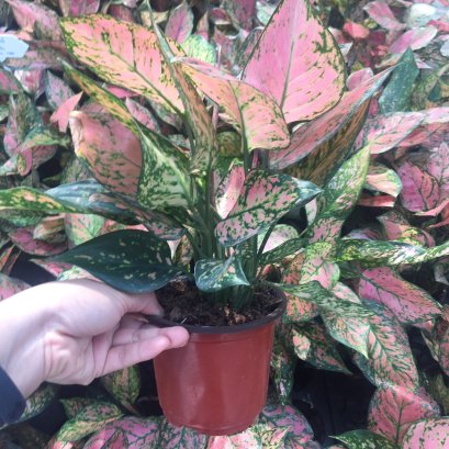 ต้นอโกลนีมา วาเลนไทน์ ส่งพร้อมกระถาง4นิ้ว สูง 20-30 ซม.ไม้มงคล พร้อมส่ง Mefarmsook