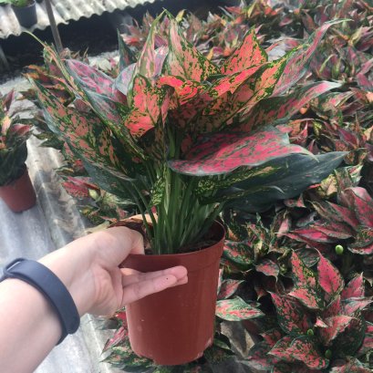 ต้นแดงมงคลใบเรียว ต้นอัญมณีซุปเปอร์เรด ส่งพร้อมกระถาง5นิ้ว สูง20-30 ซม.อโกลนีมา ใบสวยแดงเข้ม พร้อมส่ง Mefarmsook