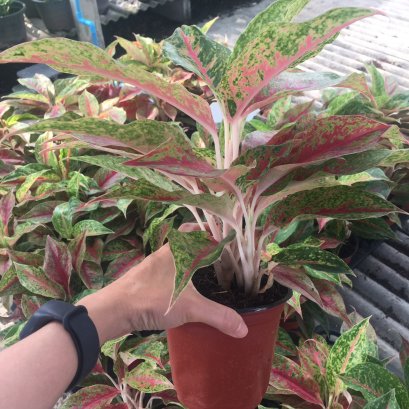 อโกลนีมา ลายน้ำทอง แก้วกาญจนาส่งพร้อมพระถาง4นิ้ว สูง20-30 ซม.ไม้มงคล ดูดซับคาร์บอนไดออกไซด์ได้ดี ช่วยฟอกอากาศMefarmsook