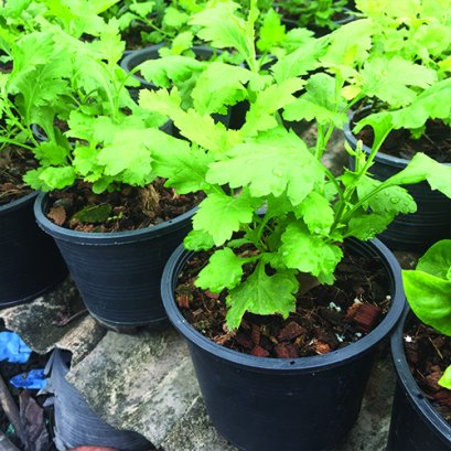 ต้นกล้าเก๊กฮวย พร้อมปลูกลงดิน