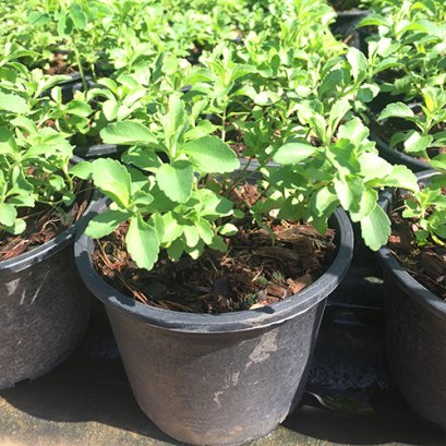 ต้นหญ้าหวาน พร้อมปลูกลงดิน