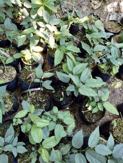 ต้นใบหญ้านาง พร้อมปลูกลงดิน