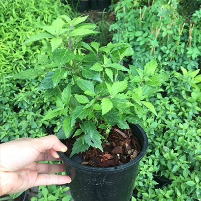 ต้นหญ้าหนวดแมว พร้อมปลูกลงดิน