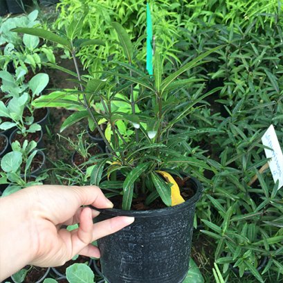 ต้นเสลดพังพอนตัวผู้ พร้อมปลูกลงดิน