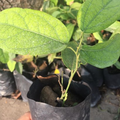 ต้นหญ้านางพร้อมปลูกลงดิน อยู่ในถุงขนาด3 นิ้ว มีดิน แกรบ ปุ๋ย ขุยมะพร้าวคะ