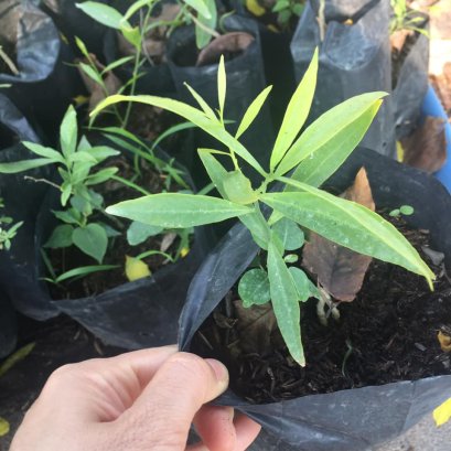 ต้นผักหวานป่าพร้อมปลูกลงดิน อยู่ในถุงขนาด6 นิ้ว มีดิน แกรบ ปุ๋ย ขุยมะพร้าวคะ