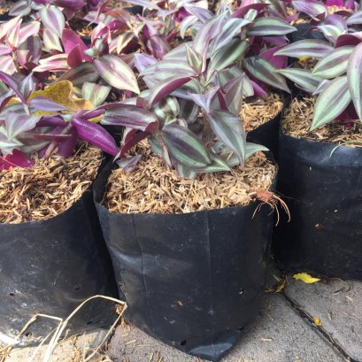 ต้นก้ามปูหลุดหรือต้นปีกแมลงสาบ พร้อมปลูกลงดิน