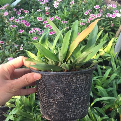 ต้นหญ้าปักกิ่งสมุนไพรพร้อมปลูกลงดิน