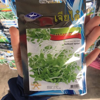 เมล็ดพันธ์ุทานตะวันงอก