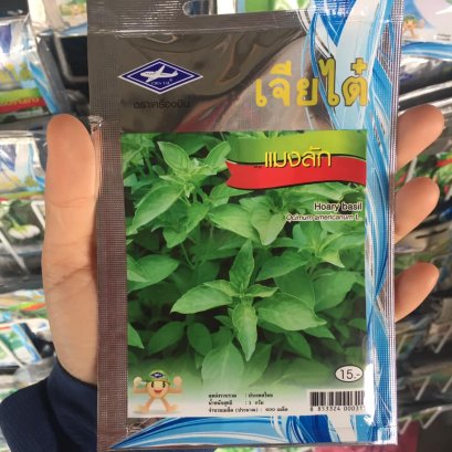 เมล็ดพันธ์ุแมงลัก