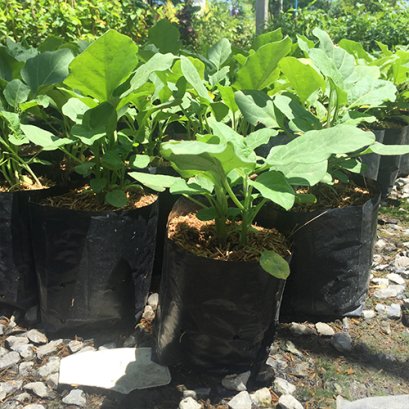 ต้นมะเขือยาวเขียว พร้อมปลูกลงดิน