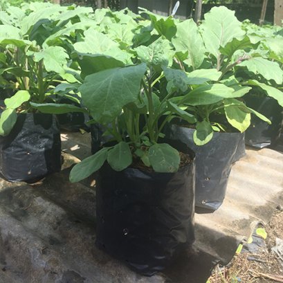 ต้นมะเขือยางม่วง พร้อมปลูกลงดิน