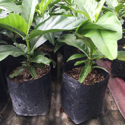 ต้นยอ พร้อมปลูกลงดิน