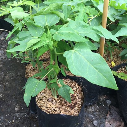 ต้นกล้ามะละกอแขกนวล