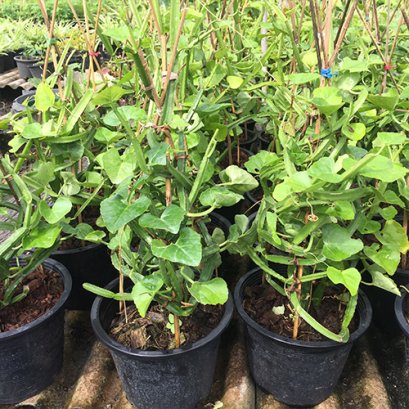 ต้นเพชรสังฆาต สมุนไพร พร้อมปลูกลงดิน