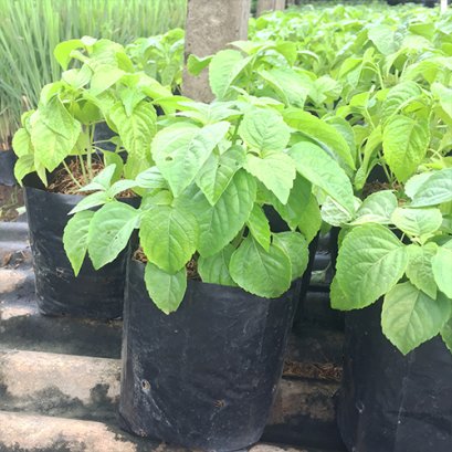 ต้นยี่หร่า พร้อมปลูกลงดิน อยู่ในถุงขนาด 6 นิ้ว