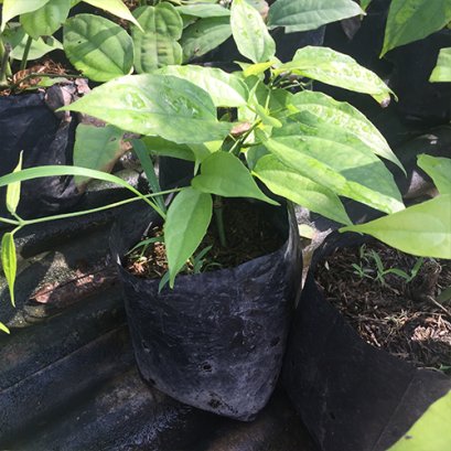 ต้นรางจืด พร้อมปลูกลงดิน