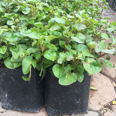 ต้นวอเตอร์เครสสีแดง ผักสลัดน้ำ พร้อมปลูกลงดิน