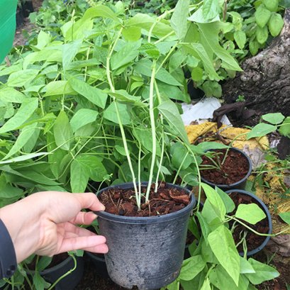 ต้นถั่วฝักยาวพร้อมปลูกลงดิน