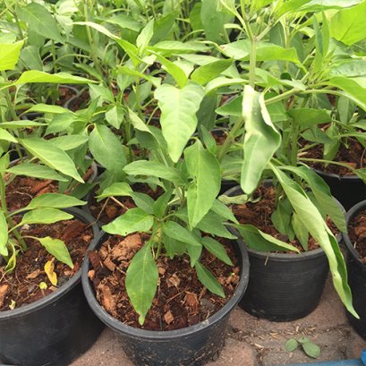 ต้นพริกจินดา พร้อมปลูกลงดิน