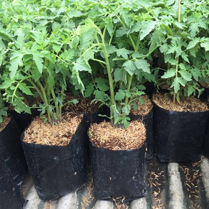 ต้นมะเขือเทศราชินี พร้อมปลูกลงดิน ต้นสูงประมาณ 20-30 ซม.