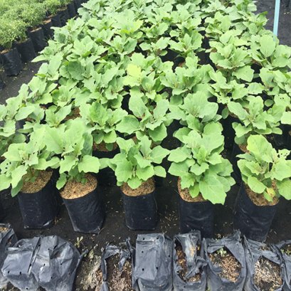 ต้นมะเขือพวง พร้อมปลูกลงดิน