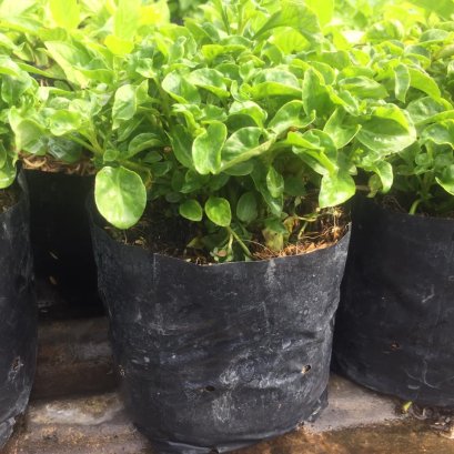 ต้นวอเตอร์เครส สีเขียว ผักสลัดน้ำพร้อมปลูกลงดิน