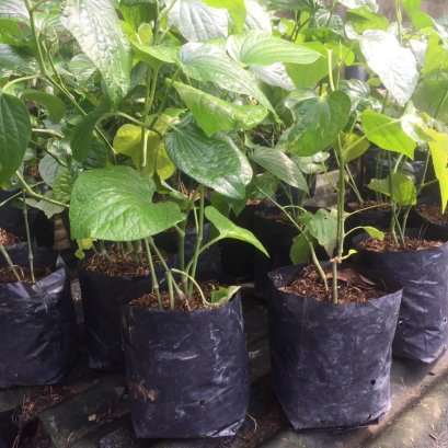 ชะพลู พร้อมปลูกลงดิน