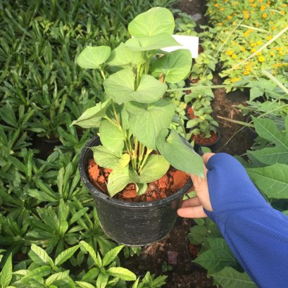 ต้นพลูคาว พร้อมปลูกลงดิน ส่งพร้อมถุง6นิ้ว สูง 10-15 ซม.พร้อมส่ง