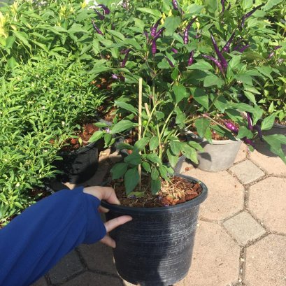 ต้นพริกม่วงกินได้ ประดับได้ พร้อมปลูกลงดิน มีดอกแล้ว ส่งพร้อมถุง6นิ้วสูง20-30ซม.