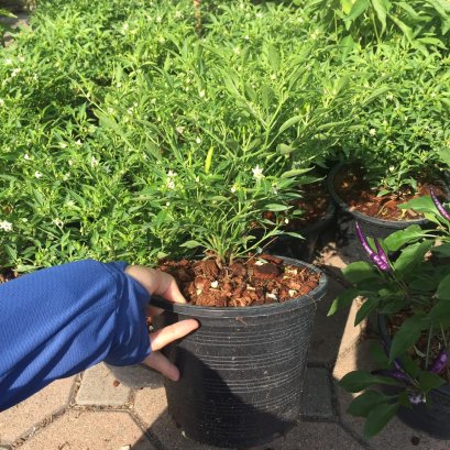 ต้นพริกขี้หนูเม็ดเล็ก พริกประดับ กินได้ประดับได้ ส่งพร้อมกระถาง 6นิ้ว ออกเม็ดแล้ว