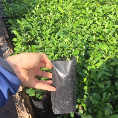 ต้นมะกูดเพาะจากเมล็ด ต้นแข็งแรง มีรากแก้ว1ถุงมี1-3 ต้น สูง10-20 ซม.พร้อมปลูกลงดิน